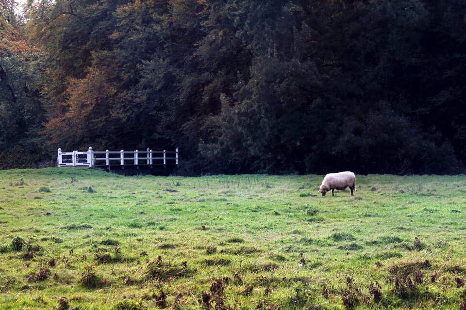Nature agriculture animal