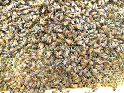 Comb wax beekeeping