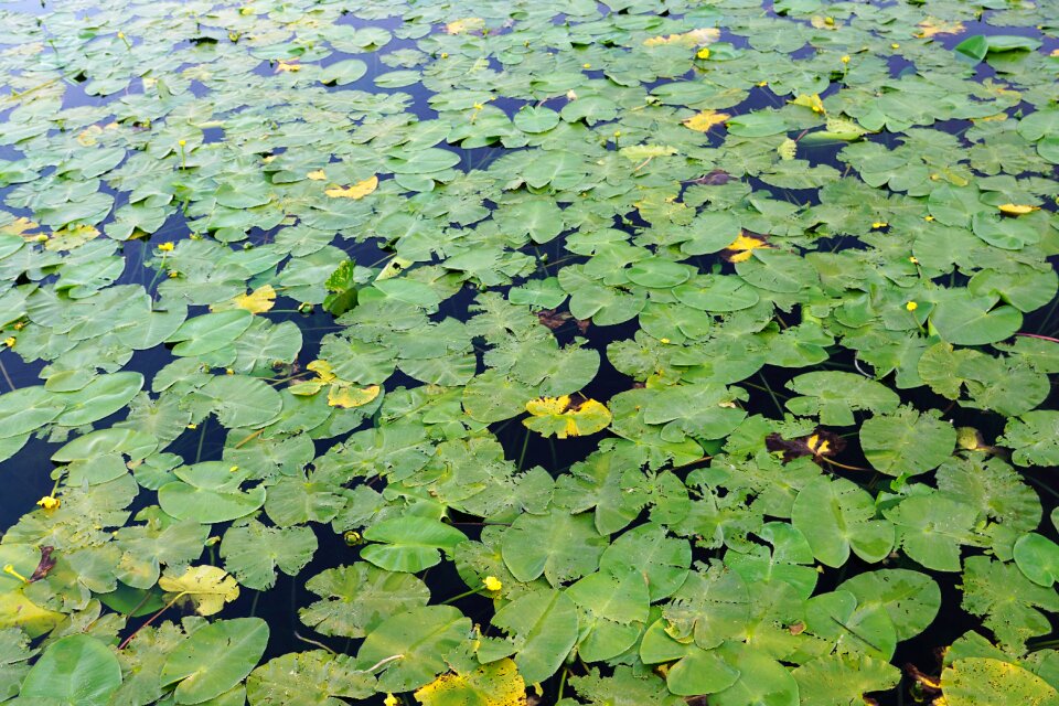 Nature water lily garden