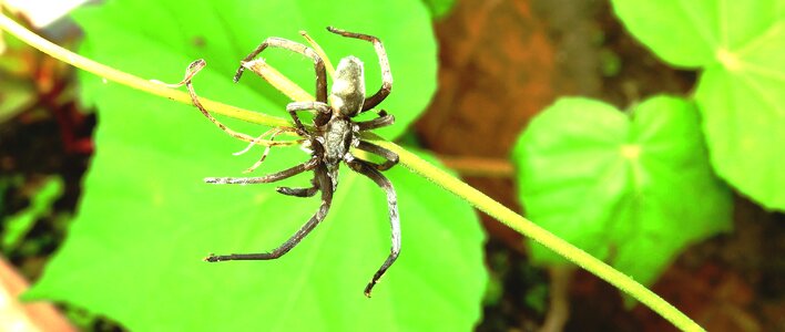 Garden spider colombia