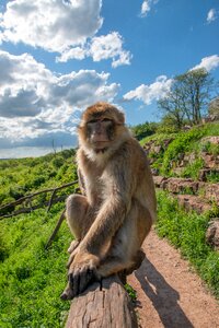 Thuringia germany mammal animal photo