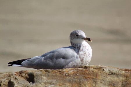 Seagull plumage beach