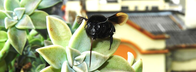 Bumblebee sting colombia
