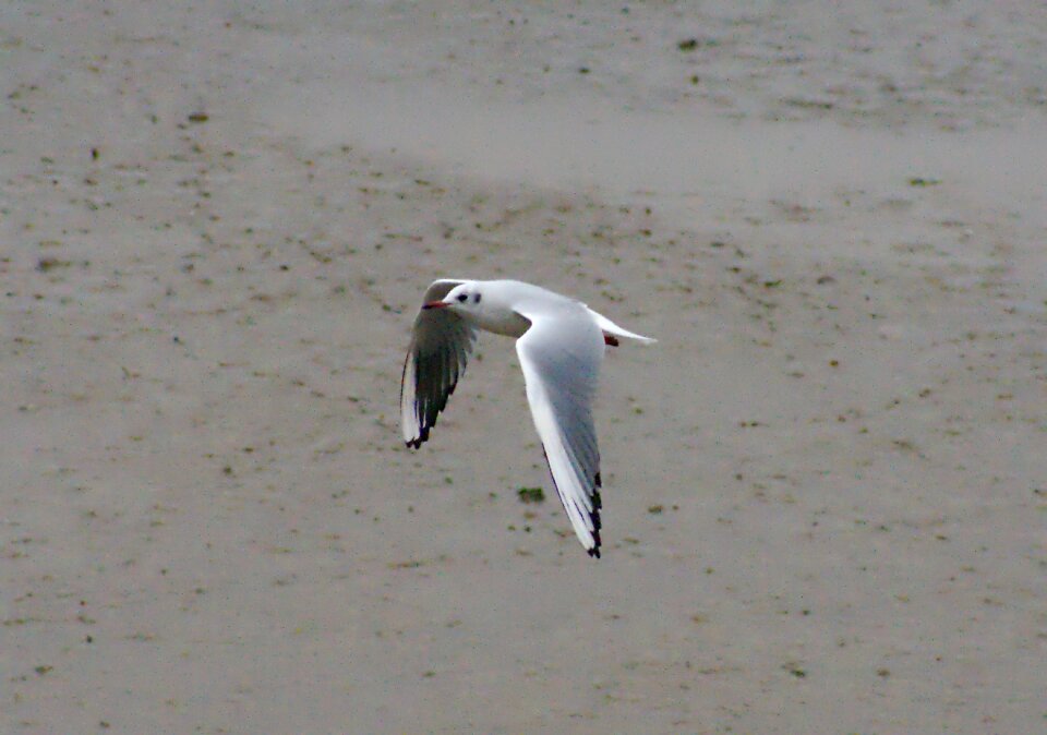 Nature sand shore