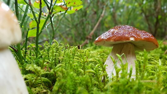 Edible mushrooms forest floor photo