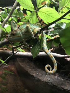 Gad green animals