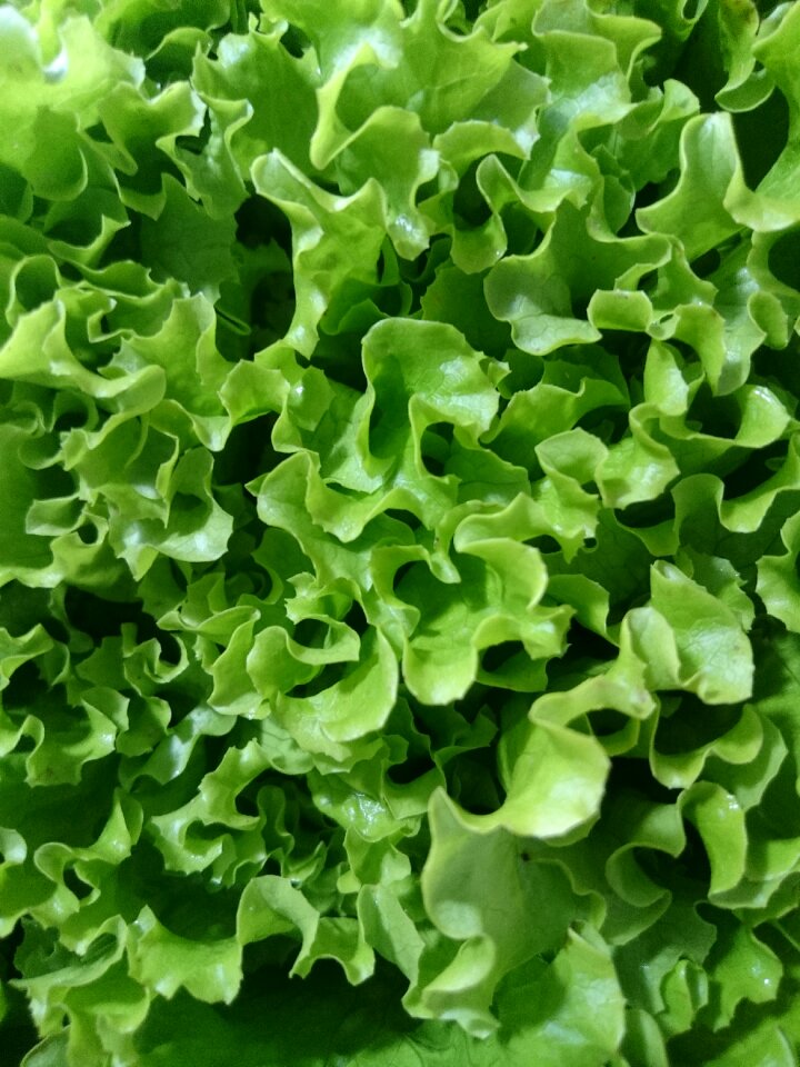 Close up form food
