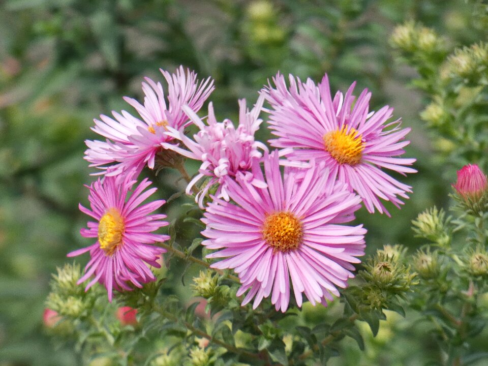 Flower pink composite
