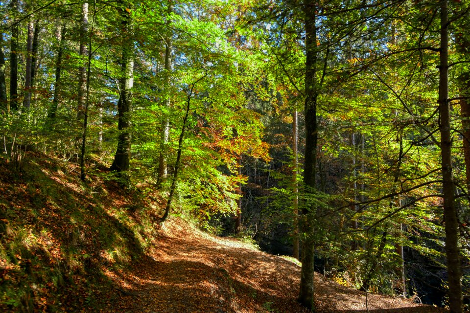 Forest landscape path