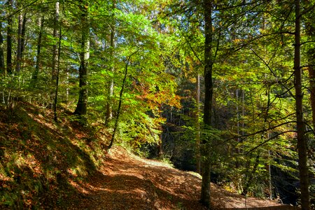 Forest landscape path photo