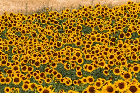 Yellow sunny 10-19-18