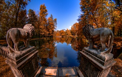 Nature leaves trees photo