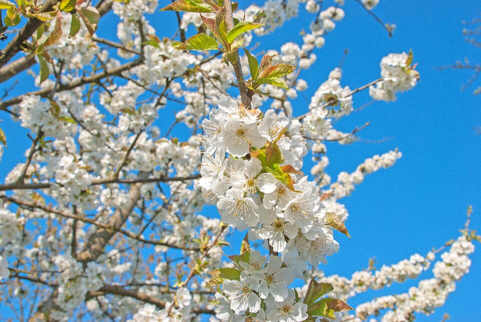 Branch bloom heyday
