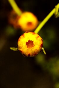 Garden bloom nature