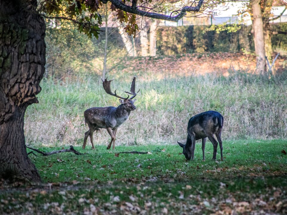 Antlers nature wild