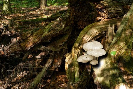 Mushrooms forest autumn