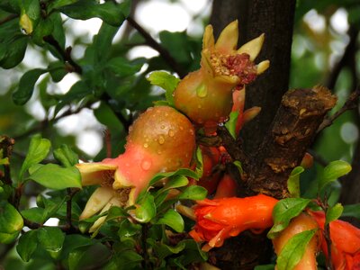 Fruit nature