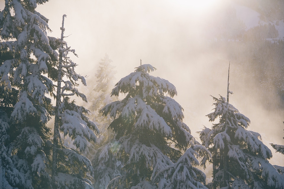 Snow fir trees conifers