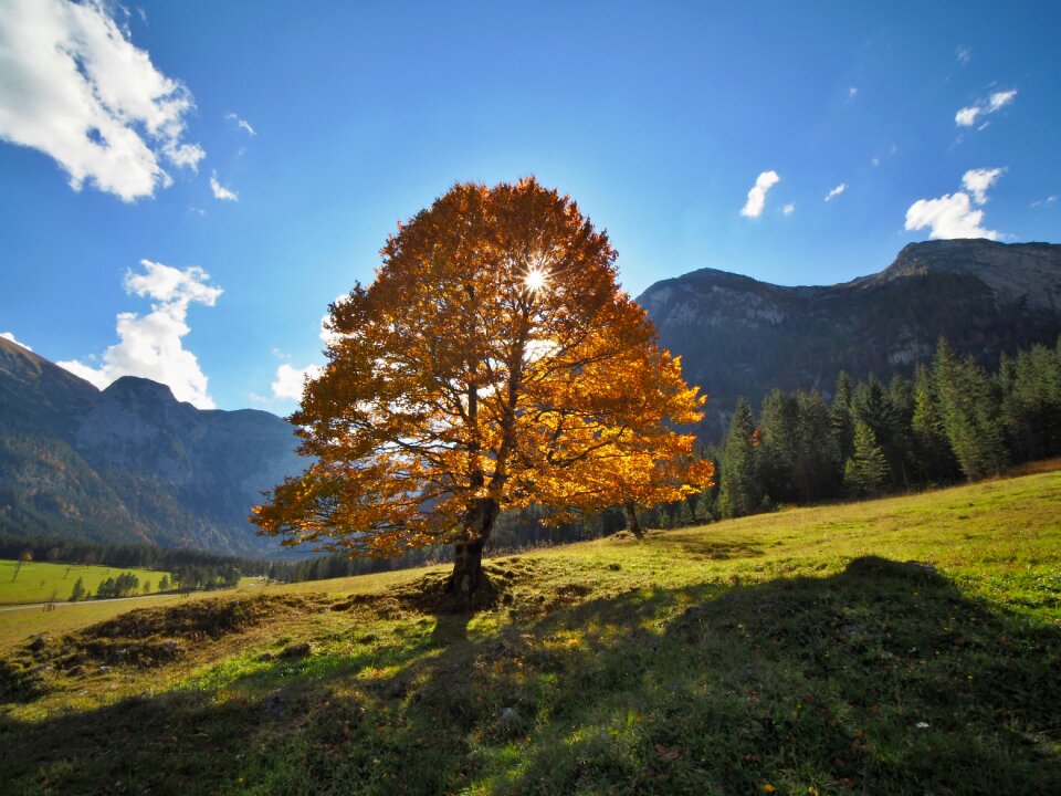 Maple tree coloring backlighting