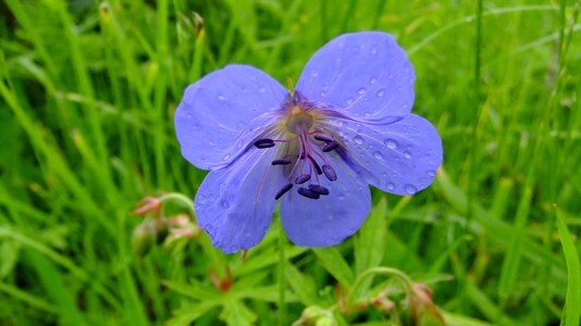 Flower bloom meadow