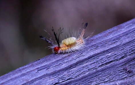 Hickory tussock caterpillar florida moth photo