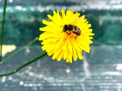 Flowers dandelion bee