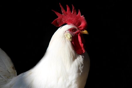 Feather bird animal