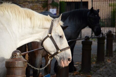 Mane horses horseback riding