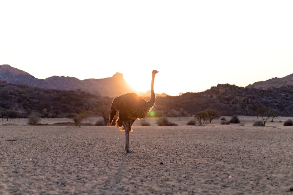 Ostrich bouquet bird