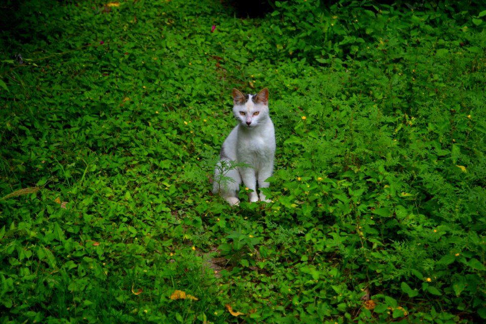 Kitten pet pets