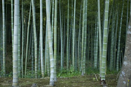 Trees bamboo