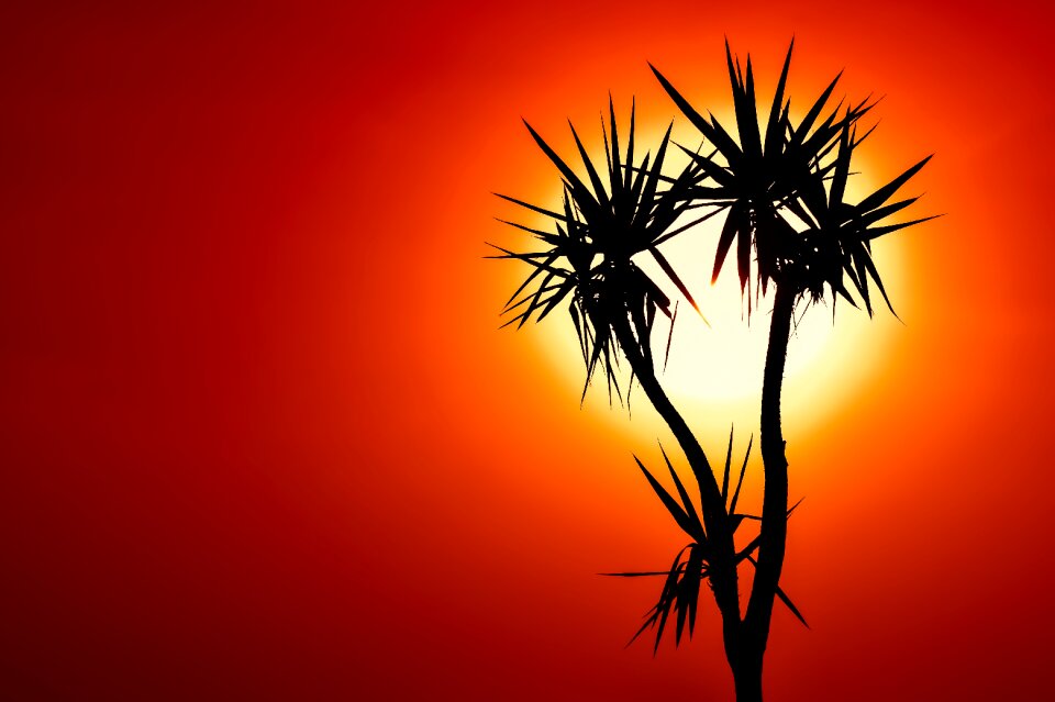Silhouette evening plant