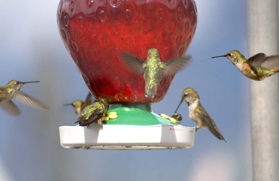 Animal wildlife small