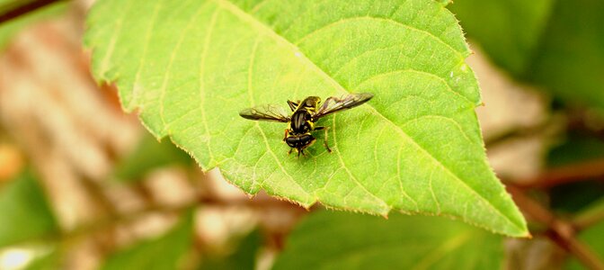 Fly leaf colombia