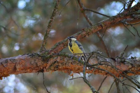 Coal yellow nature