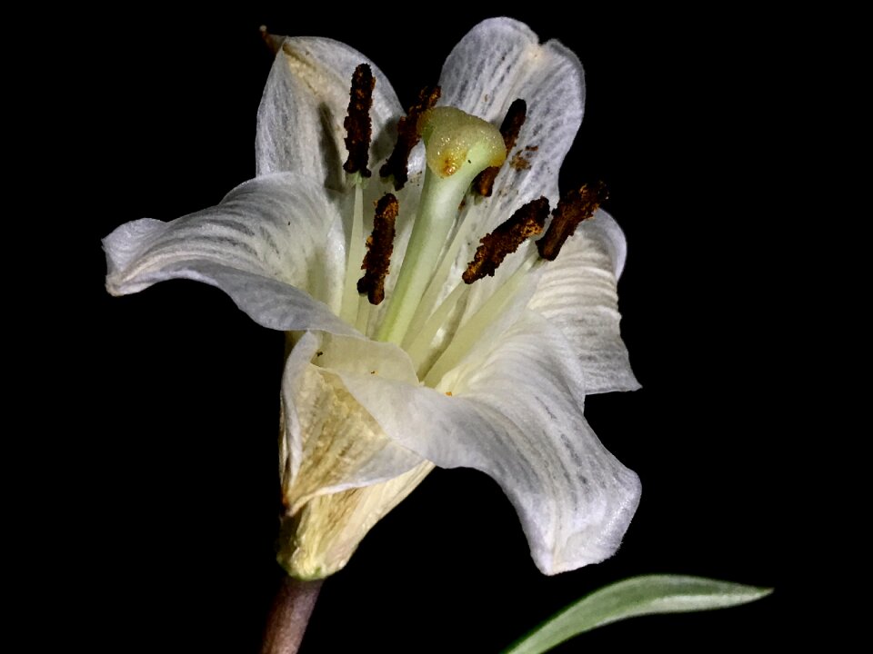 Flower nature plant