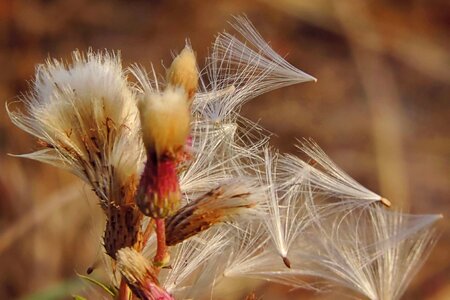 Plant nature autumn