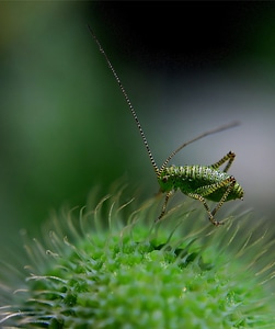 Dotted green macro photo