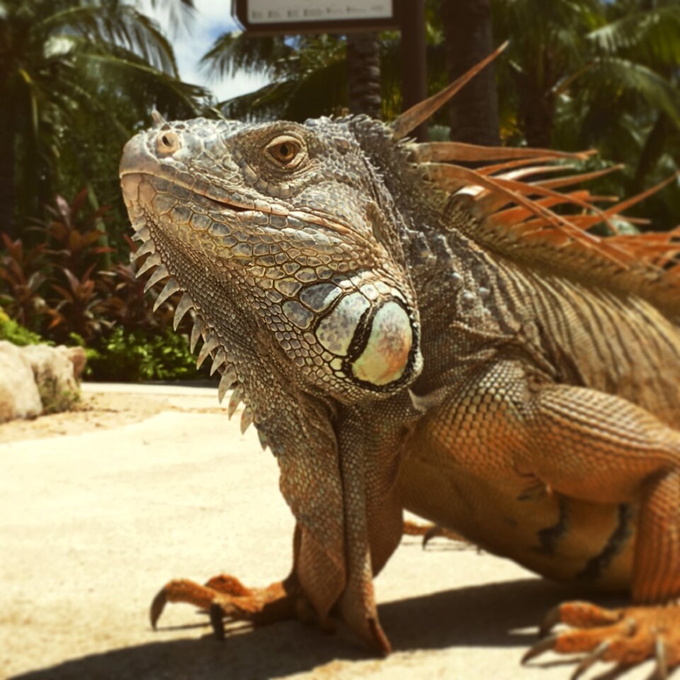 Reptile exotic animals