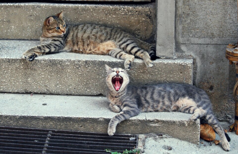 Cat cihangir istanbul