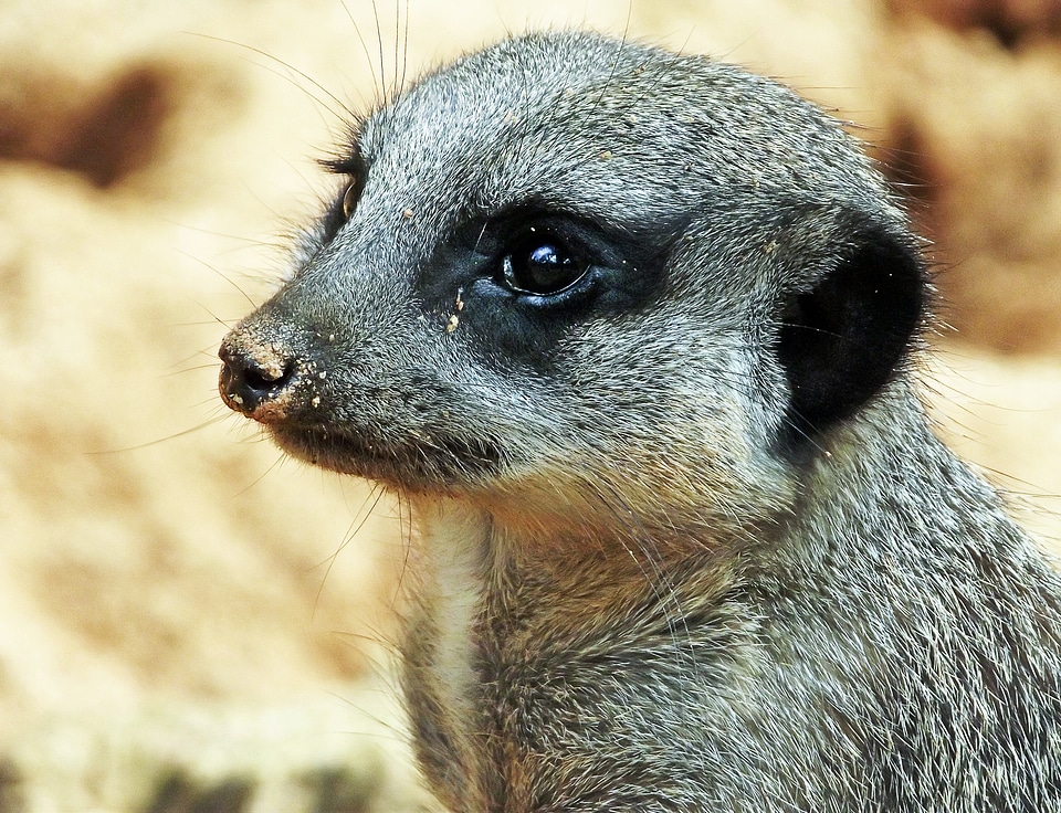 Mammal animal cute