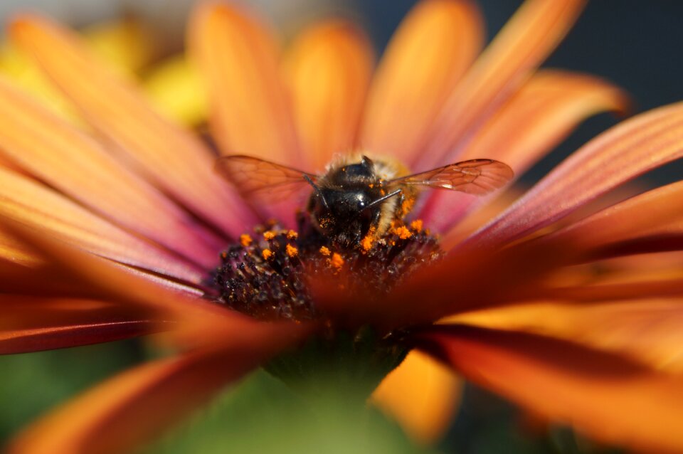Insect natural pollen