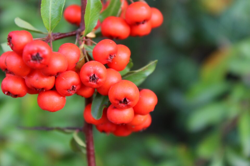 Garden bush red