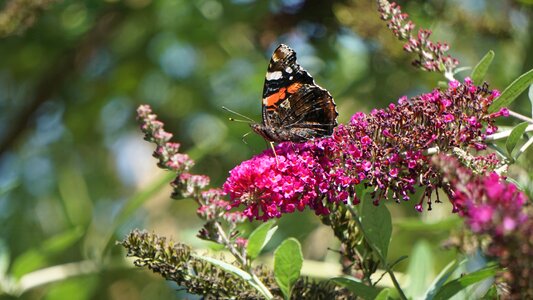 Flower nectar nature