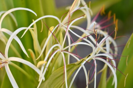 Miracle garden buds and white flower
