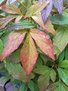 Rain leaf photo