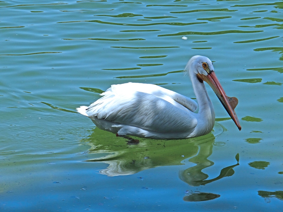 Birds white feathers