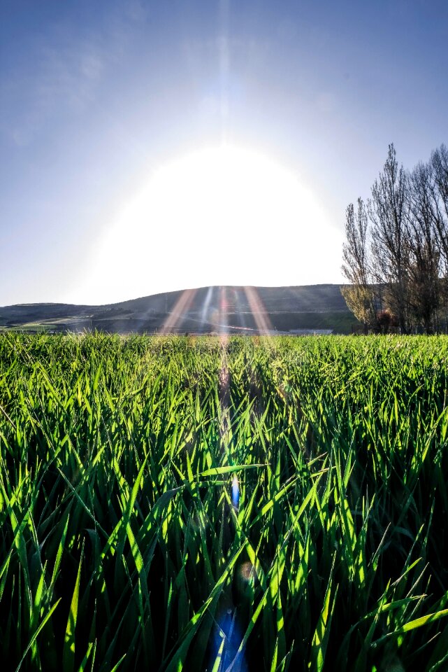 Field burgos grass