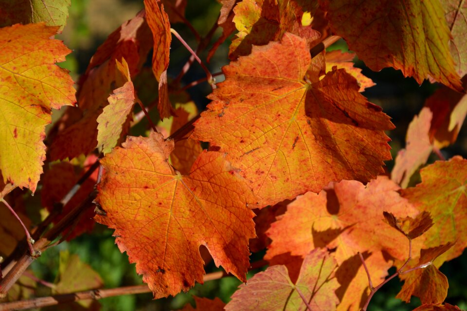 Fall leaves orange