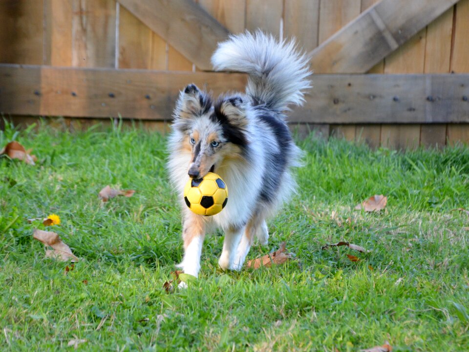 Dog shetland sheepdog nobility female young dog color blue merle